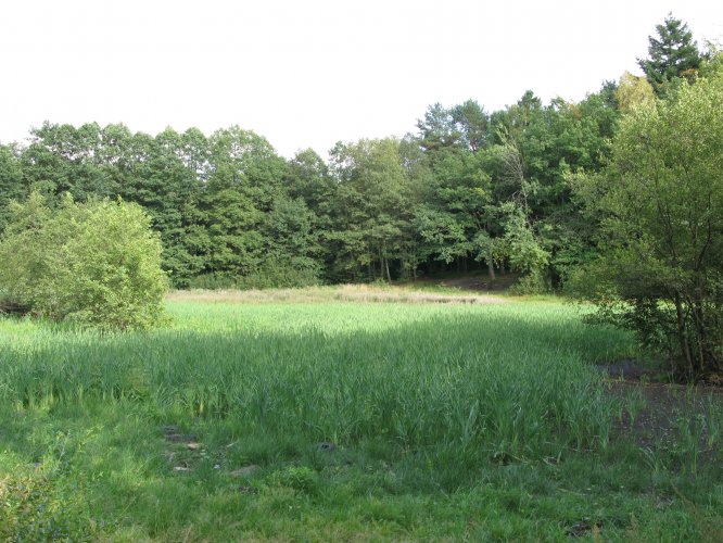 Oczko wodne oraz tereny zielone w sąsiedztwie inwestycji Willa Park.