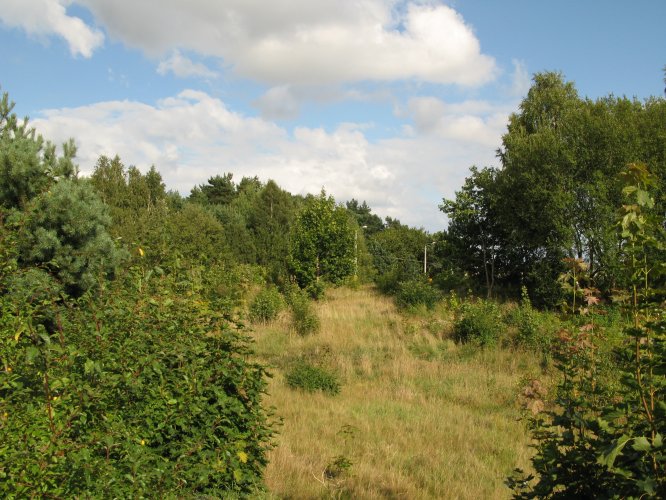 Tereny leśne w najbliższym sąsiedztwie inwestycji Willa Park.